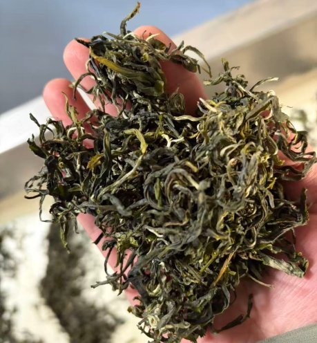 烘干后的毛茶