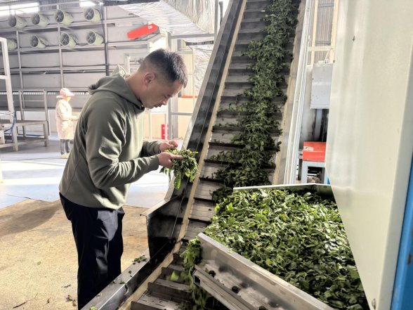 负责人在查看杀青后的茶叶