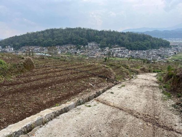 草血竭种植基地及新修建的机耕路