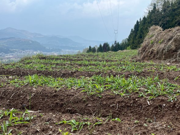 草血竭种植基地
