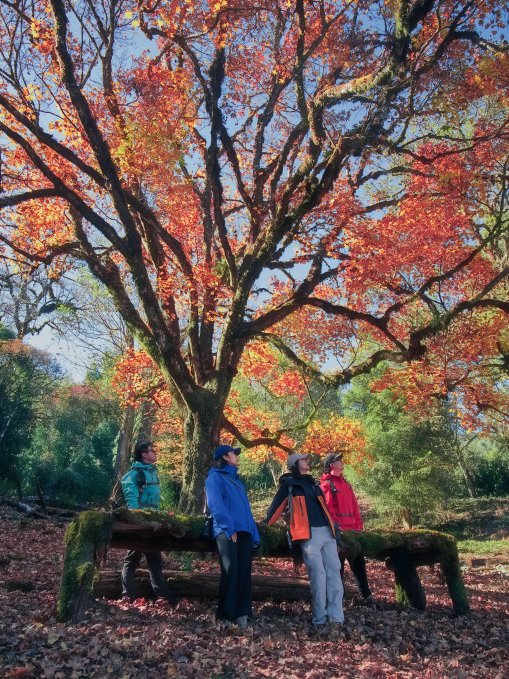 措伽岚徒步路线——枫树下的凝望