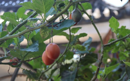 树番茄