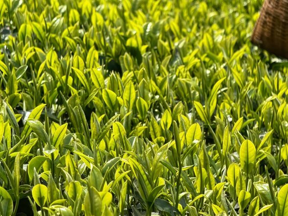 0e7eb8ec77ec304354282c1b8617a58d