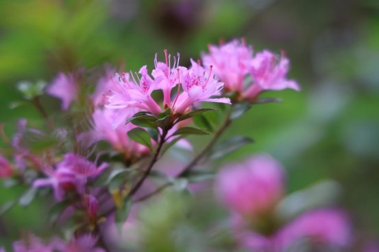 《粉蕊摇曳，奏响春日乐章》