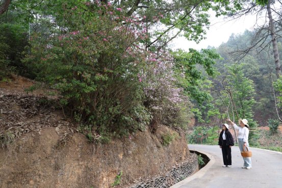 杜鹃花开迎游客