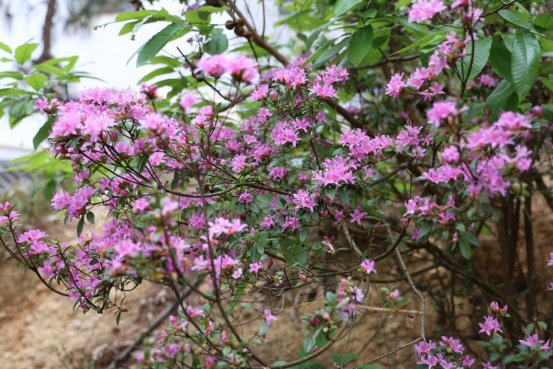 万兴山野：粉杜鹃织就春日锦缎