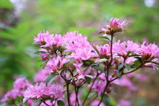 野径寻芳：粉杜鹃映绿丛