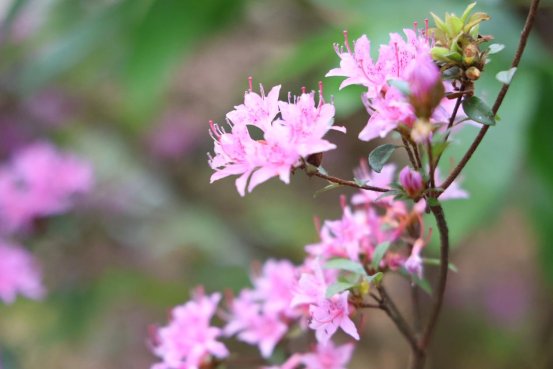 《赏一簇粉花，品一抹春甜》