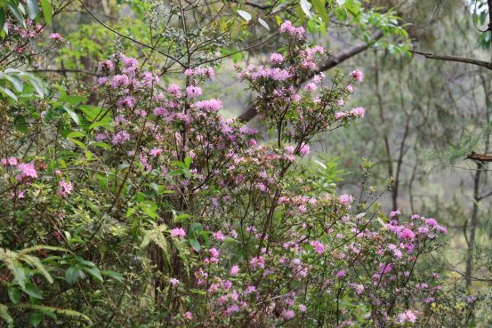 山林粉霞：杜鹃花开满枝桠