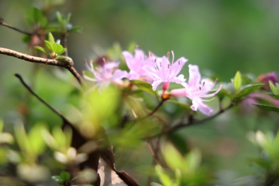 野杜鹃花初放