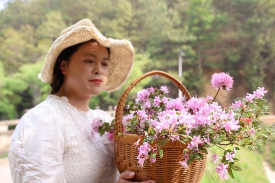 采得杜鹃春一篮