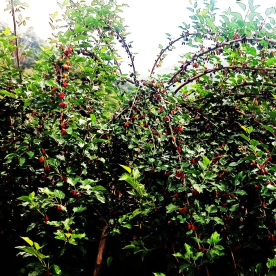 一棵桑葚藏春色 黑红相间味正浓