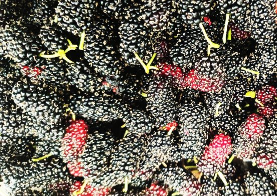 桑葚满筐：紫黑相间映丰收