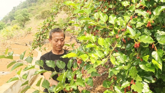 枝头熟果落满篮 桑葚甜蜜醉心间