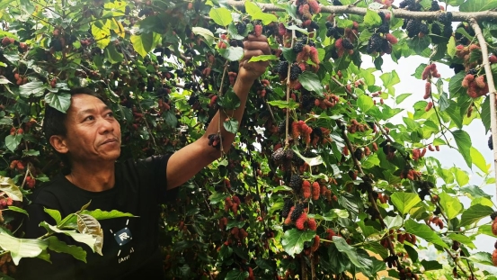 桑葚满枝头  农户笑开颜