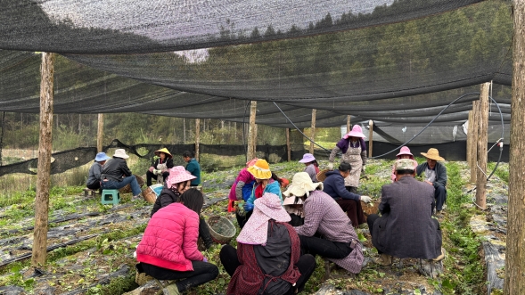 拍摄：张旭玉 (2)