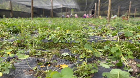 拍摄：张旭玉 (3)