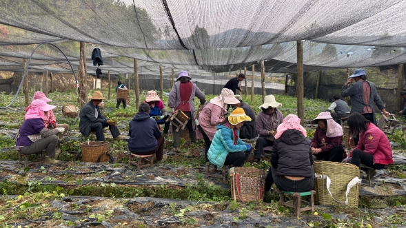 拍摄：张旭玉 (4)