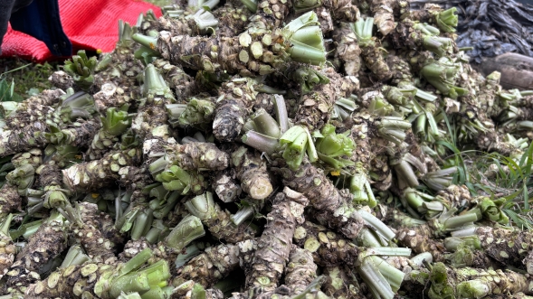 拍摄：张旭玉 (1)