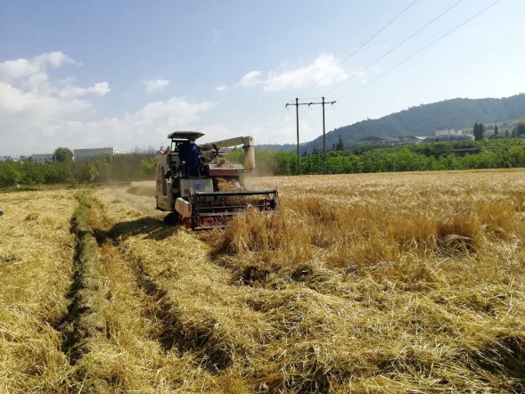 小春收割图