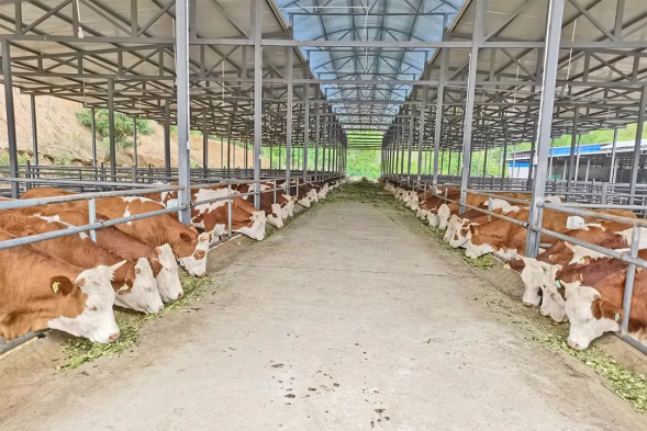 肉牛规模养殖场