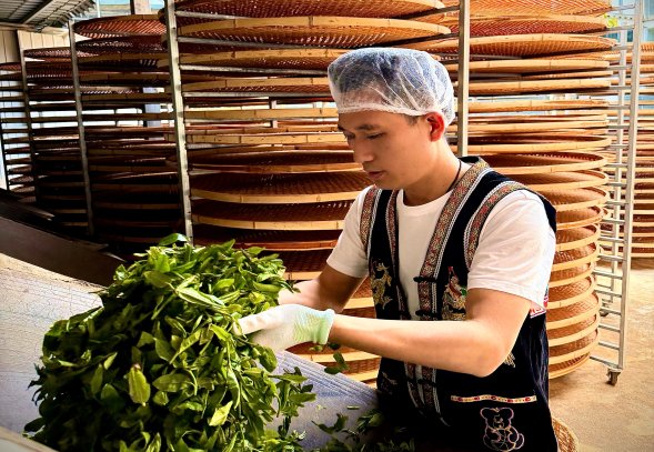 董极超手工制茶