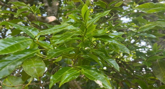 茶叶鲜叶