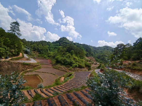 烤烟移栽