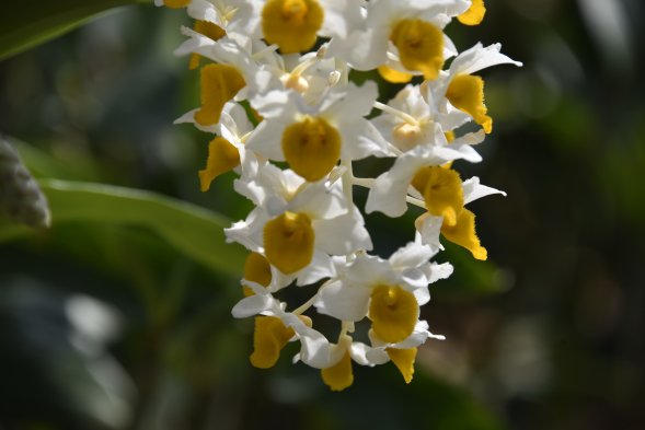 球花2