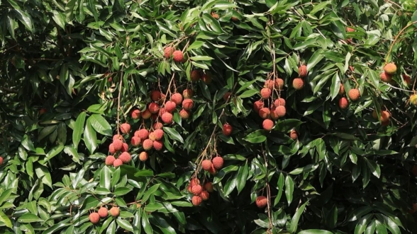 荔枝成熟