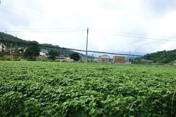 豆地大景