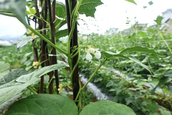 豆花