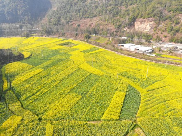 田园景观