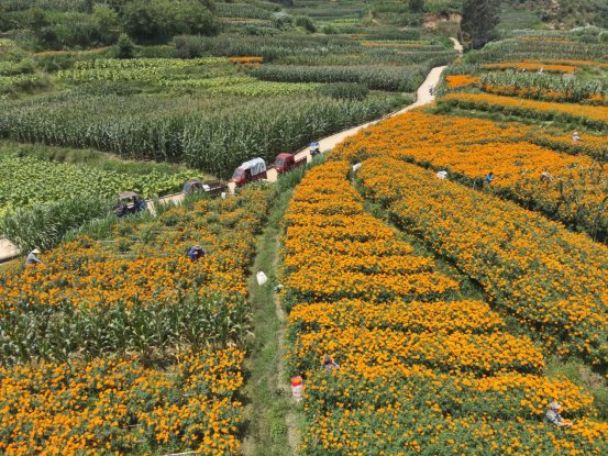 隆阳区瓦渡乡:深山绽放“致富花”· 3700余亩万寿菊迎来丰收采摘季2 (压缩)