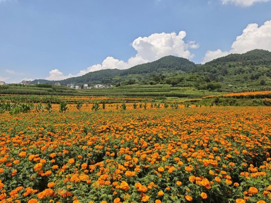 隆阳区瓦渡乡:深山绽放“致富花”· 3700余亩万寿菊迎来丰收采摘季11