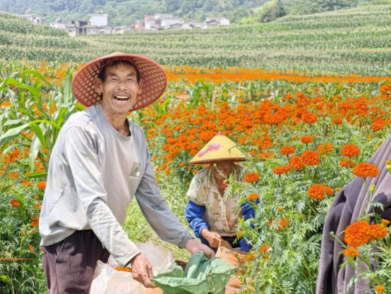 隆阳区瓦渡乡:深山绽放“致富花”· 3700余亩万寿菊迎来丰收采摘季1 (压缩)