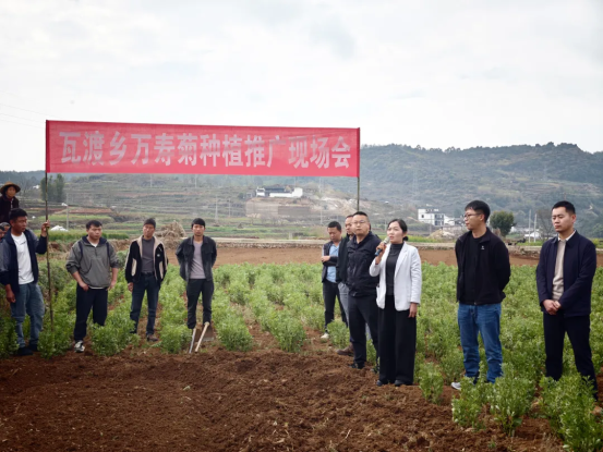 隆阳区瓦渡乡:深山绽放“致富花”· 3700余亩万寿菊迎来丰收采摘季9